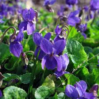 Viola Odorata Flower seeds for Planting - Vibrant Colors, Heirloom & GMO Free Seeds for Home Garden