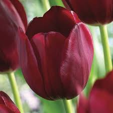 Maroon Tulip Flower seeds for Planting Easy to Grow Heirloom & GMO Free Seeds for Home Garden