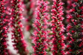 Red Amoenum Flower Planting Seeds - Vibrant Crimson Blooms for Your Garden