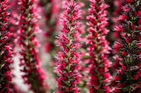 Red Amoenum Flower Planting Seeds - Vibrant Crimson Blooms for Your Garden