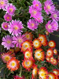 Delosperma Flower seeds for Planting Pollinator Friendly Heirloom & GMO Free Seeds for Home Garden