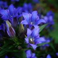 Gentiana Scabra Seeds for Planting - Beautiful Blue Flower Seeds