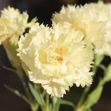 Yellow Caryophyllus Flower seeds for Planting - Long Bloom Season, Heirloom & GMO Free Seeds for Home Garden