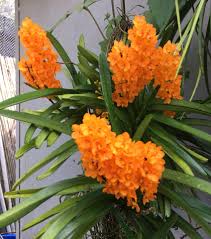 Ascocentrum Ampullaceum Orange Flower Seeds  Easy Planting