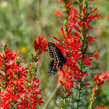Standing Cypress Planting Flower