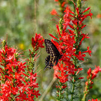 Standing Cypress Planting Flower