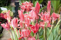 Pink Torch Ginger Flower seeds for Planting - Pollinator Friendly, Heirloom & GMO Free Seeds for Home Garden