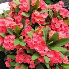 Milii Flower seeds for Planting - Wildflower Mix, Heirloom & GMO Free Seeds for Home Garden
