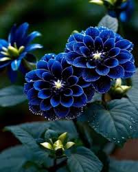 Blue Pompon Dahlia Flower seeds for Planting - Shade Tolerant, Heirloom & GMO Free Seeds for Home Garden