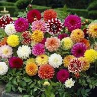 MultiColor Dahlia Flower Seeds for Planting Long Bloom Season Heirloom & GMO Free Seeds for Home Garden
 
 Sale