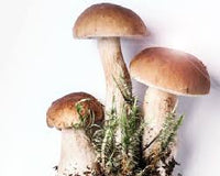 Brown Mushroom Seeds for Planting  Premium Vegetable Seeds