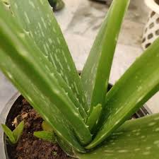 Edible Aloe Vera Flower seeds for Planting - Colorful Display, Heirloom & GMO Free Seeds for Home Garden