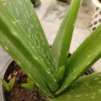 Edible Aloe Vera Flower seeds for Planting - Colorful Display, Heirloom & GMO Free Seeds for Home Garden