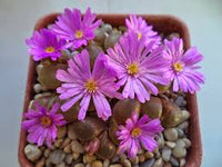 Green Conophytum Ernianum Flower Seeds | Unique Planting Seeds for Your Garden