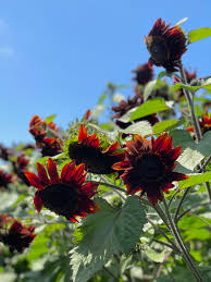 Sunflower Flower seeds for Planting Vibrant Colors Heirloom & GMO Free Seeds for Home Garden