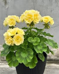 Yellow Univalve Geranium Flower seeds for Planting Low Maintenance Heirloom & GMO Free Seeds for Home Garden