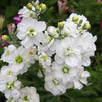 White Matthiola Incana Flower seeds for Planting Cut Flower Favorite Heirloom & GMO Free Seeds for Home Garden