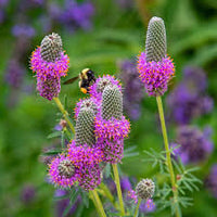 Prairie Flower seeds for Planting Garden Favorite Heirloom & GMO Free Seeds for Home Garden