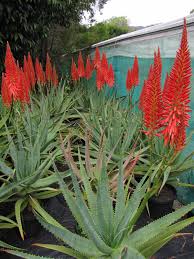 Red Green Aloe Flower seeds for Planting Compact Growth Heirloom & GMO Free Seeds for Home Garden