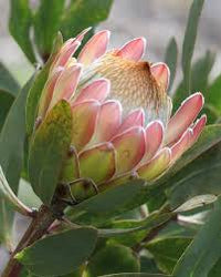 African Flower seeds for Planting - Shade Tolerant, Heirloom & GMO Free Seeds for Home Garden
