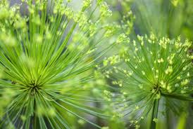 Papyrus Flower seeds for Planting Long Bloom Season Heirloom & GMO Free Seeds for Home Garden