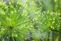 Papyrus Flower seeds for Planting Long Bloom Season Heirloom & GMO Free Seeds for Home Garden