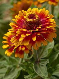 Yellow Red Zinnia Flower seeds for Planting - Cut Flower Favorite, Heirloom & GMO Free Seeds for Home Garden