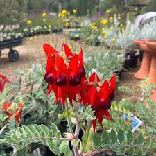 Sturt's Desert Pea Flower seeds for Planting - Perfect for Borders, Heirloom & GMO Free Seeds for Home Garden