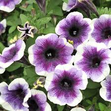 Violet & White Petunia Flower seeds for Planting - Compact Growth, Heirloom & GMO Free Seeds for Home Garden