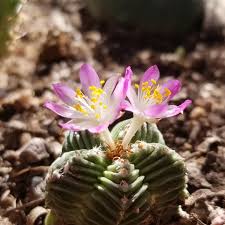 Heirloom Aztekium Flower seeds for Planting Garden Favorite Heirloom & GMO Free Seeds for Home Garden