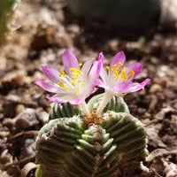 Heirloom Aztekium Flower seeds for Planting Garden Favorite Heirloom & GMO Free Seeds for Home Garden