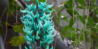 Black Strongylodon Macrobotrys Flower Seeds Long Bloom Season Heirloom NonGMO Organic Garden Seeds for Planting
 
 Sale