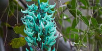 Black Strongylodon Macrobotrys Flower Seeds Long Bloom Season Heirloom NonGMO Organic Garden Seeds for Planting
 
 Sale