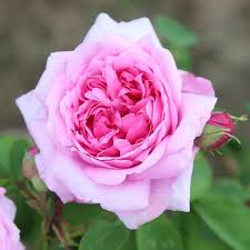 Heirloom Damask Rose Flower seeds for Planting - Bright Blooms, Heirloom & GMO Free Seeds for Home Garden