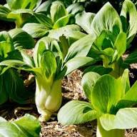 Bok Choy Seeds for Planting | Easy Growing Guide for Healthy Harvests