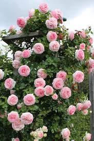 Pink Rose Tree Flower Seeds for Planting – Colorful Display Heirloom & NonGMO Seeds for Home Garden
 
 Sale