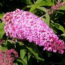 Pink Buddleia Flower Seeds for Planting Shade Tolerant Heirloom & GMO Free Seeds for Home Garden  Sale