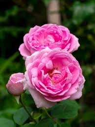 Heirloom Damask Rose Flower seeds for Planting - Bright Blooms, Heirloom & GMO Free Seeds for Home Garden