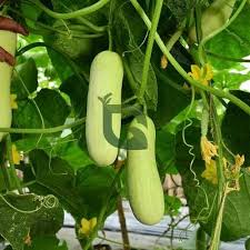 White Cucumber Vegetable Seeds for Planting