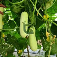 White Cucumber Vegetable Seeds for Planting