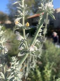 Apiana Flower seeds for Planting Wildflower Mix Heirloom & GMO Free Seeds for Home Garden