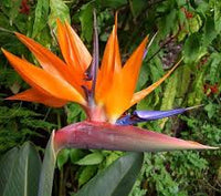 Orange Reginae Flower Seeds for Planting - Bright Perennial Blooms