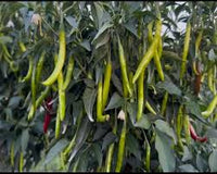 Light Green Pepper Seeds for Planting