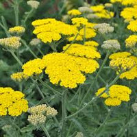 Yarrow Flower seeds for Planting Wildflower Mix Heirloom & GMO Free Seeds for Home Garden