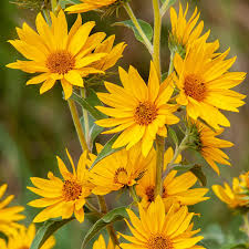 Yellow Maximilian Flower seeds for Planting - Hardy Variety, Heirloom & GMO Free Seeds for Home Garden