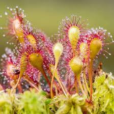 Mixed Sundew for Planting Long Bloom Season Heirloom & GMO Free Seeds for Home Garden
 
 Sale