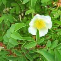 Xanthina Rose Flower seeds for Planting Wildflower Mix Heirloom & GMO Free Seeds for Home Garden