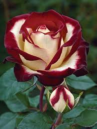 Marron White Rose Flower seeds for Planting - Vibrant Colors, Heirloom & GMO Free Seeds for Home Garden