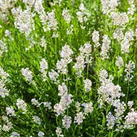 White Provence Lavender Flower seeds for Planting - Drought Tolerant, Heirloom & GMO Free Seeds for Home Garden