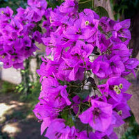 Violet Bougainvillea Seeds Flower seeds for Planting Seasonal Bloomer Heirloom & GMO Free Seeds for Home Garden